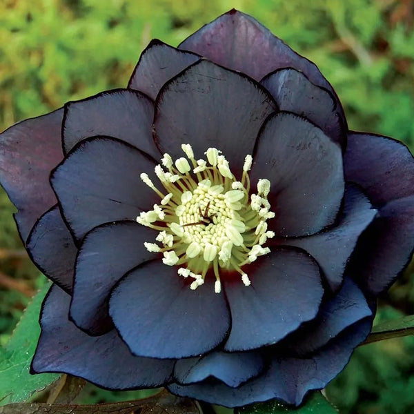 Black Helleborus - Christmas Rose