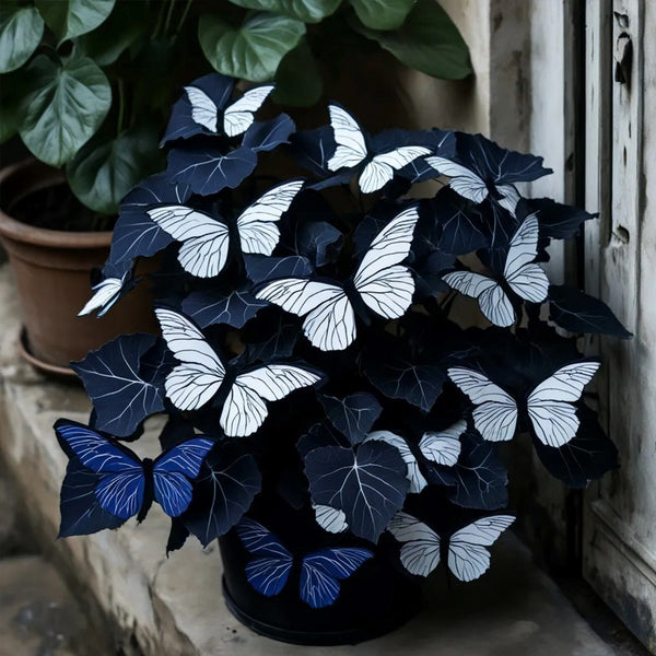 Butterfly Begonia🦋Dark Night"