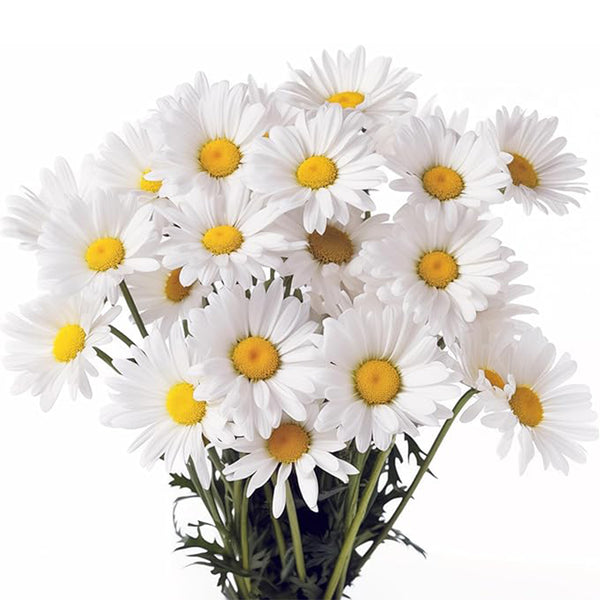 Alaska Shasta Daisy Flower Seeds for Planting