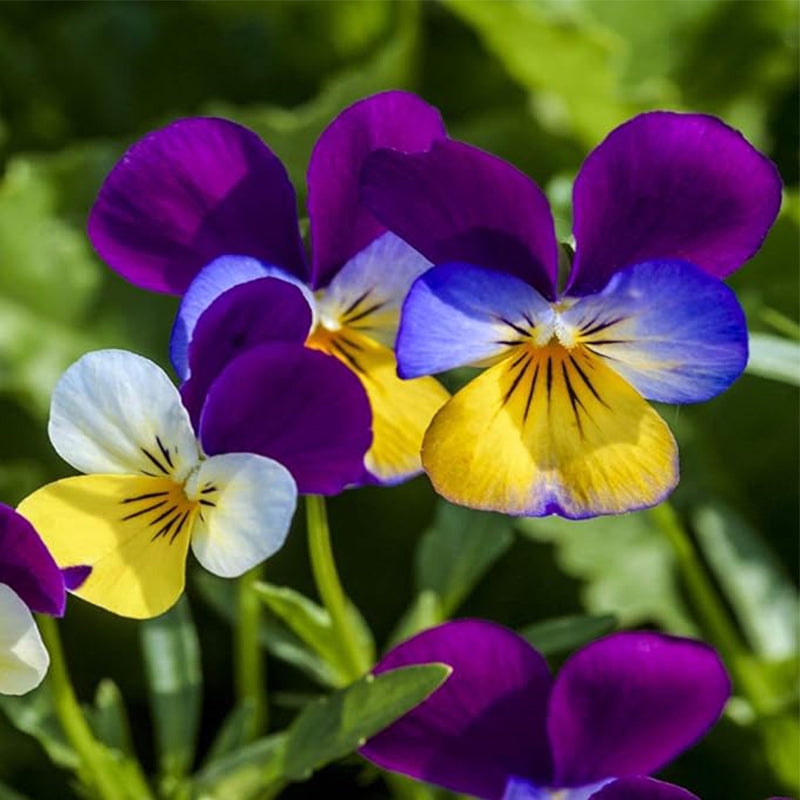Semillas de flores de viola perenne Johnny Jump Up para plantar