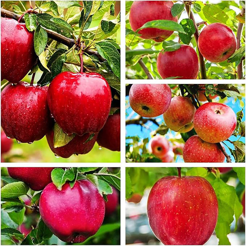 Semilla de manzana roja Planta perenne grande Arbusto gigante de interior para exterior