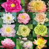 Bonsai Double Lotus Seeds-Pure Heart