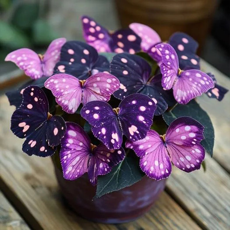 Begonia mariposa🦋Púrpura oscuro + violeta claro