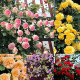 Repeat Blooming Climbing Rose Seeds - Luck Rises