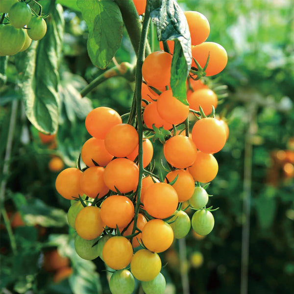 Patio Choice Yellow Cherry Tomato Seeds