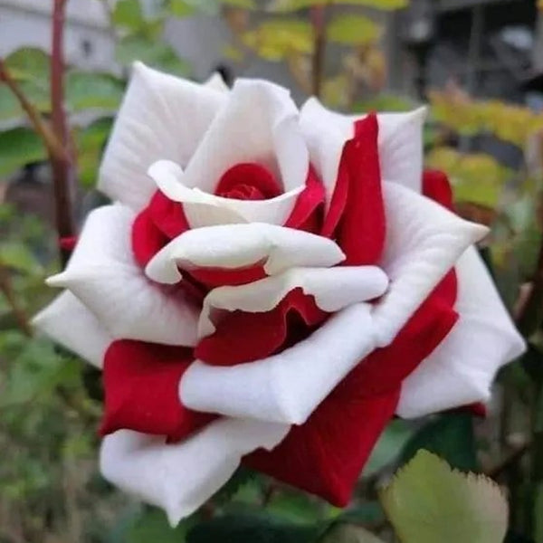 Cascading Roses in Red and White Seeds