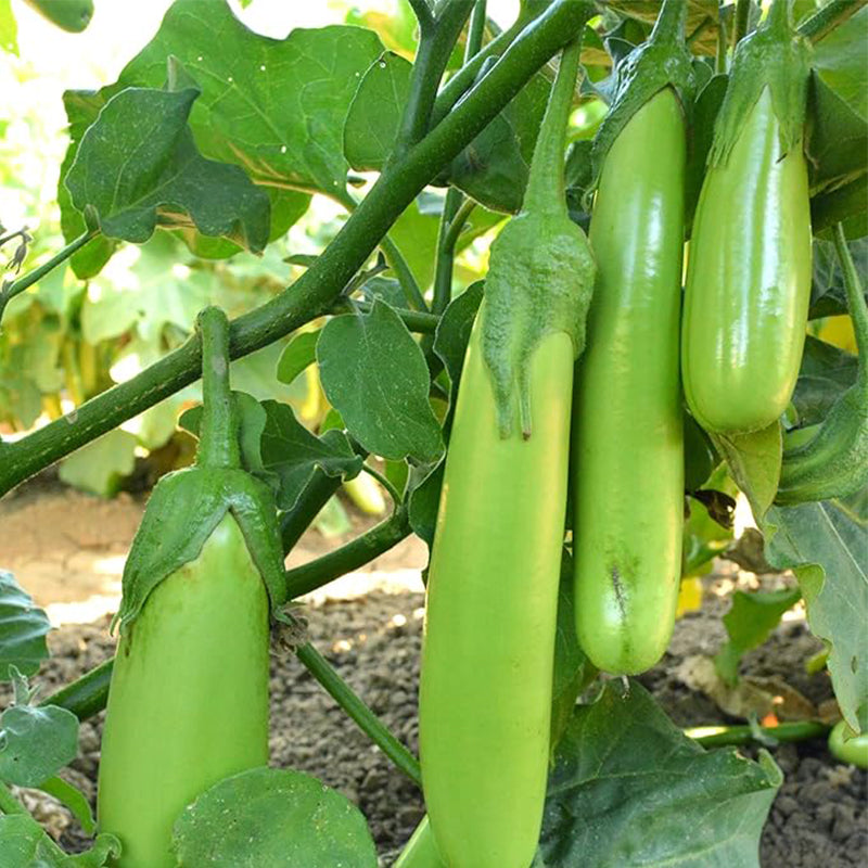 Fingers - Green Eggplant Seeds Non-GMO - Vegetable Garden - Solanum melongena