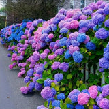 Blue Pink Purple Hydrangea Seeds Stunning and Resilient Perennial Flowers for Your Garden
