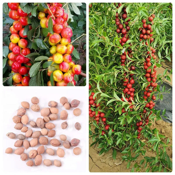 Ruby Calcium Berry Seeds Prunus humilis