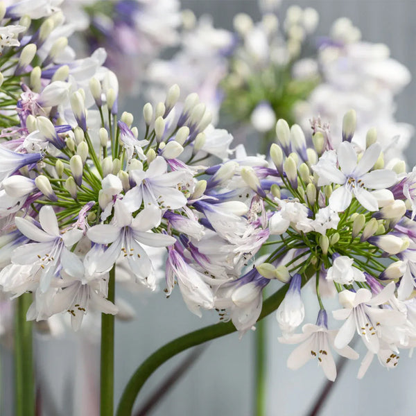 Agapanthus africanus 'Fireworks'