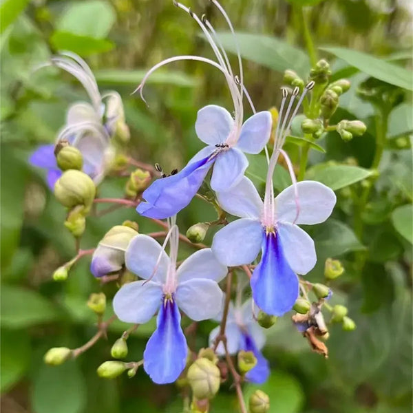 蓝蝴蝶花种子 四季花