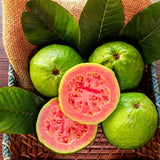 Semillas de guayaba rosa orgánica de guayaba tropical fresa