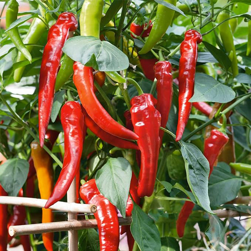 Semillas de pimiento picante Cowhorn Hot Hot PepperSin OGM, Huerto - Capsicum annuum