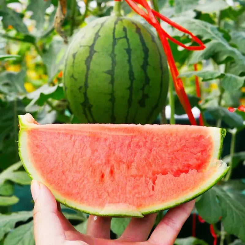 Sandía perezosa sin semillas