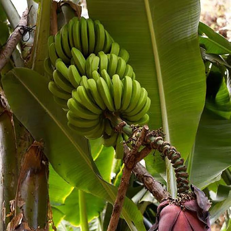 Musa Acuminata, Árbol frutal de plátano Planta de interior enana Fruta dulce Salud verde Crece en jardín y macetas Jardinería