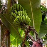 Musa Acuminata, Árbol frutal de plátano Planta de interior enana Fruta dulce Salud verde Crece en jardín y macetas Jardinería