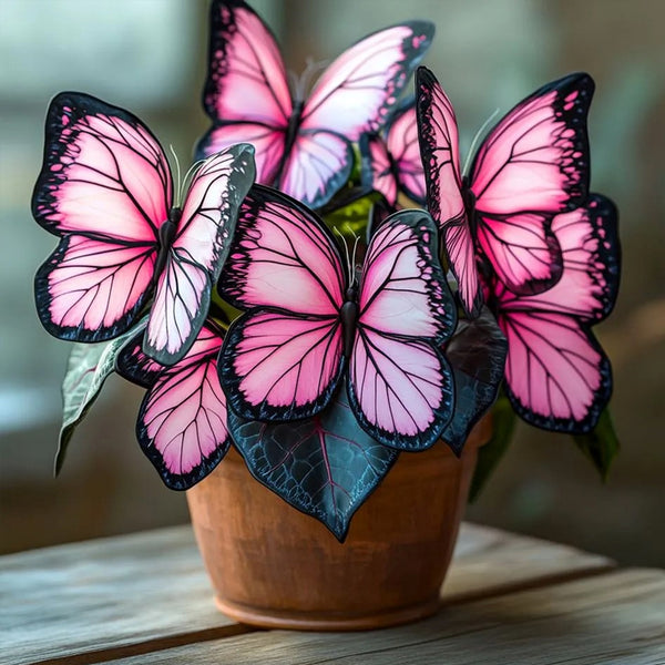 Butterfly Begonia🦋Fantasy Pink