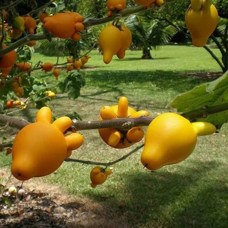 Semillas de fruta de pezón ~ Ubre de vaca ~ Fruta de teta ~ Manzana de Sodoma (Solanum mammosum) ~ Fruta de pezón Fruta extraña de la familia Solanum