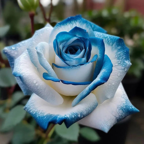 Sapphire Gem Twin Roses