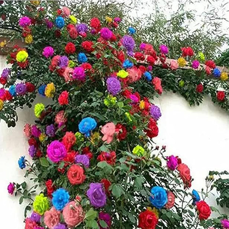 Mezcla de semillas de rosas trepadoras para plantar al aire libre Flores trepadoras ornamentales Rosa arbusto enredadera trepadora de larga floración