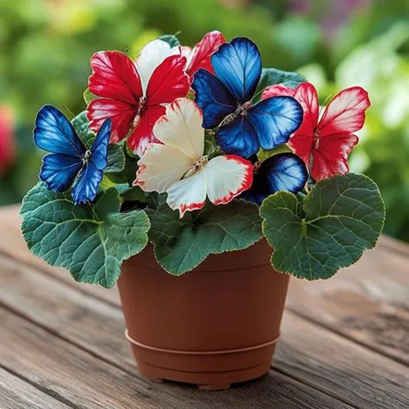 Butterfly Begonia Blue Red White