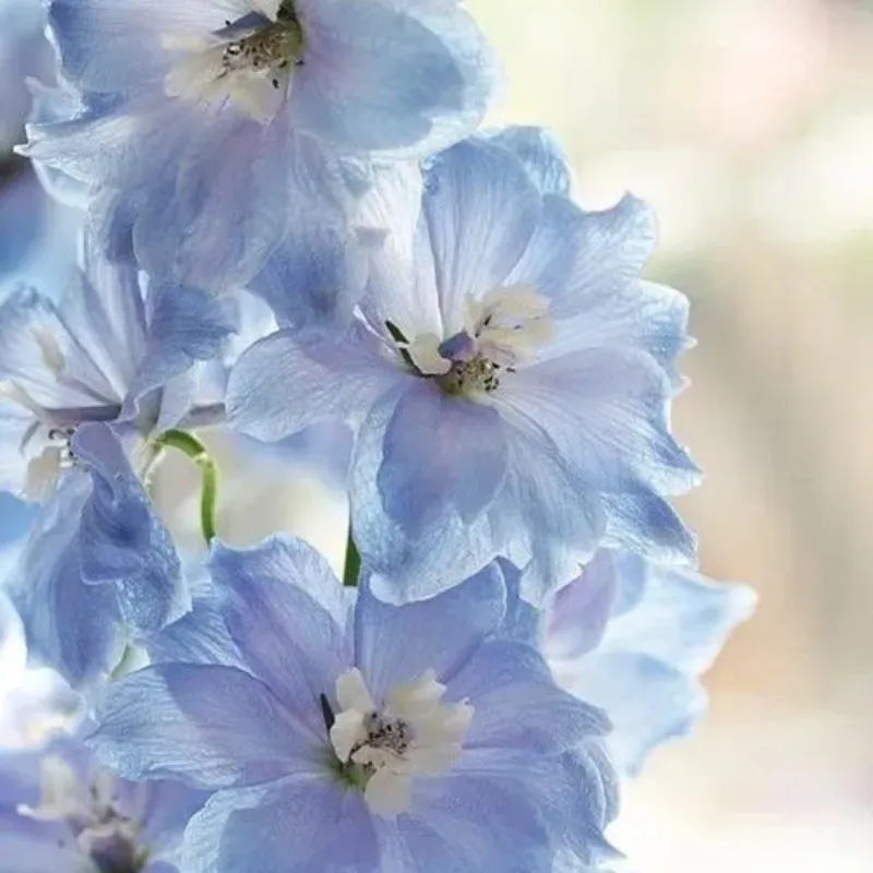 Baby Blue Larkspur Seeds