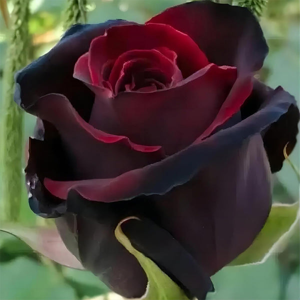 Red and Black Roses, Perennial Ornamental Flowering, Rose Shrub Plant Seeds