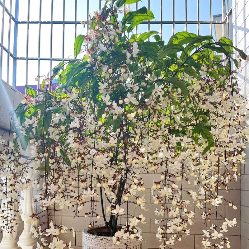 You Are My Life-Trailing Jasmine Flowers Seeds