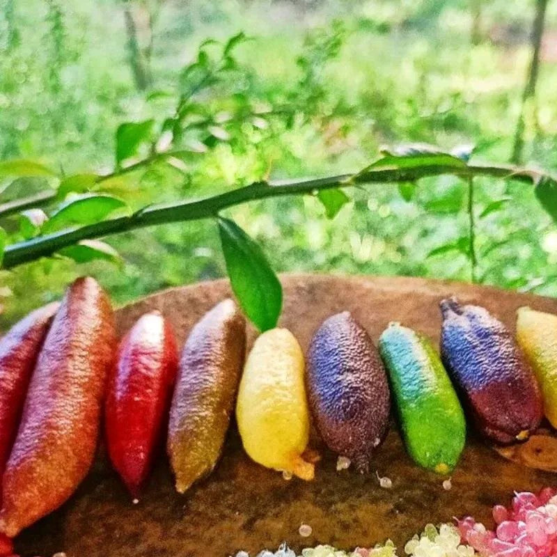 Finger Lime Seeds-Citrus Australasica