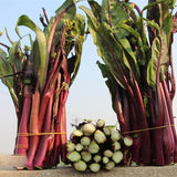 Semillas de col rizada china roja, semillas de hortalizas para emplatar