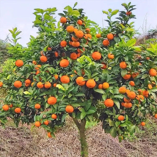 Semillas de mandarina azucarada en maceta