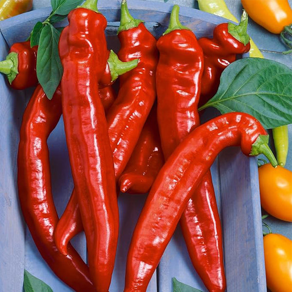 Hot Portugal Hot Pepper Seeds Non-GMO Vegetable Garden - Capsicum annuum