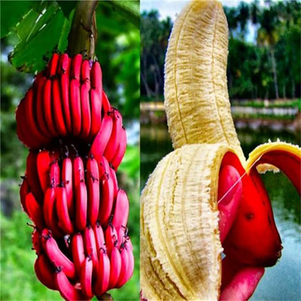 Rare Seeds  Banana Seeds Red Dwarf Tree Bonsai Fruit Decor Home Gardening Planting