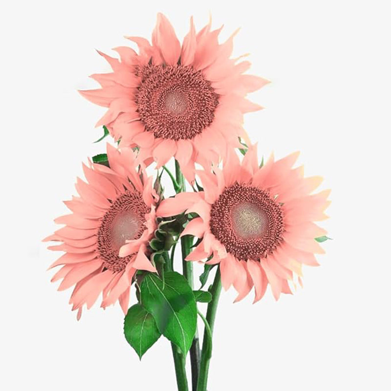 Semillas de girasol rosa para plantar, fáciles de plantar y cultivar, plantas de jardín al aire libre y bonsái Semillas de Helianthus annuus