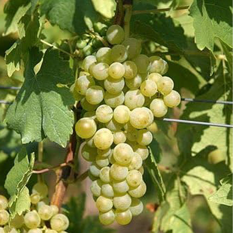 Blanc Du Bois Grape Vine Plantable Year-Round