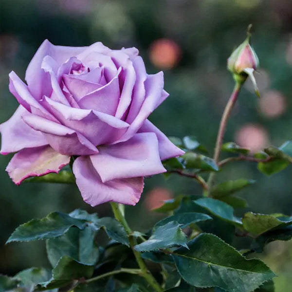 Lavender roses seeds