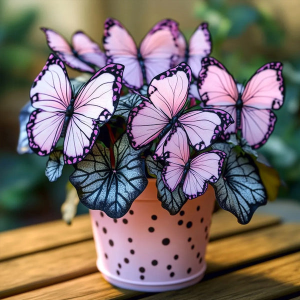 Butterfly Begonia🦋Spotted Pink