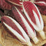 European Chicory Seeds