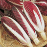 Semillas de achicoria europea