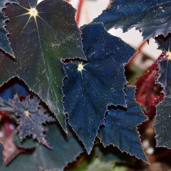 Begonia cisne negro