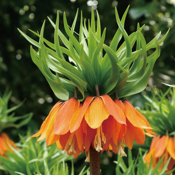 Fritillaria Corona Imperial Aurora