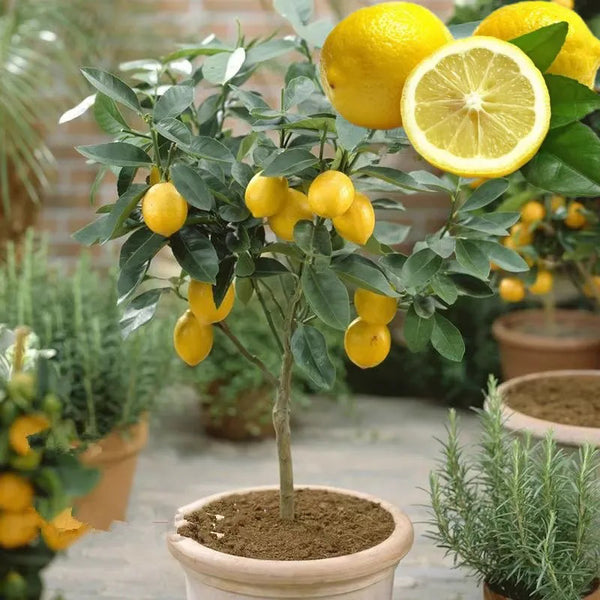 Perfume Lemon Seeds  High Germination Rate - Year Round Blooms and Fruits