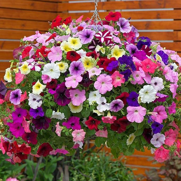 Mix Petunia Seeds for Planting Mixed Rainbow Color Bonsai Bonsai Hanging Petunia Seeds for Outdoor Container, Basket, or Pot Flowers Fresh Garden Seeds