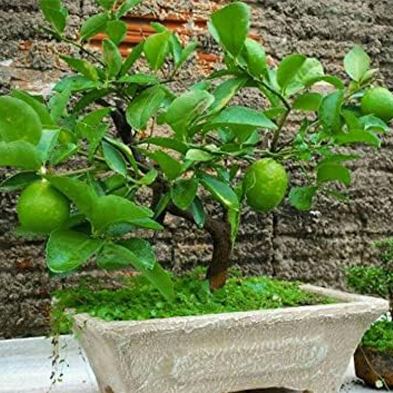 Dwarf Lime Bonsai Tree Seeds for Planting