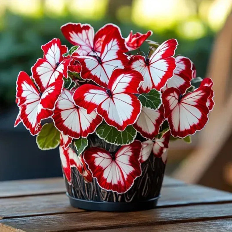 Butterfly Begonia Red and White