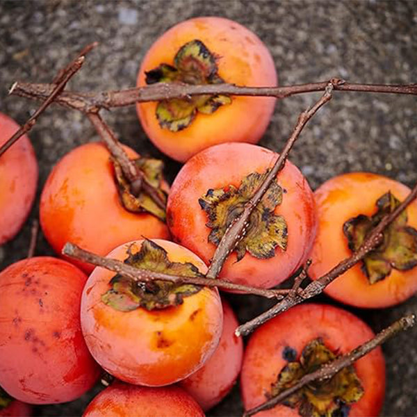 Semillas de caqui americano para plantar al aire libre Semillas de frutas