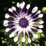 Blue Eye Chrysanthemum - White Peony Long-lasting Blooms