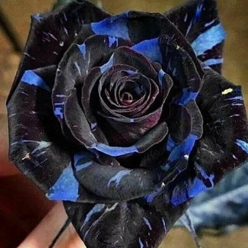 Rara rosa del dragón negro