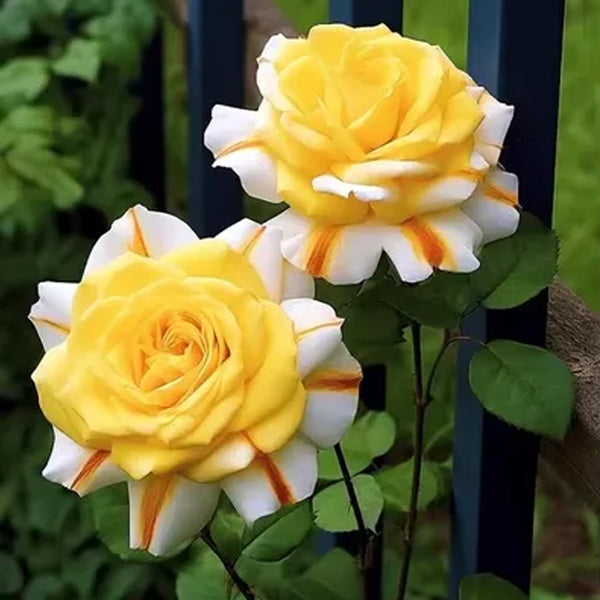 Rare Rose "Regal Emblem"