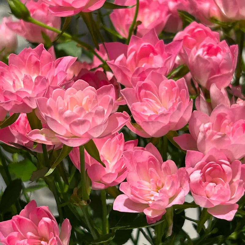 Semillas de rosa de loto estrella: florecen todo el año y traen buena fortuna de forma continua